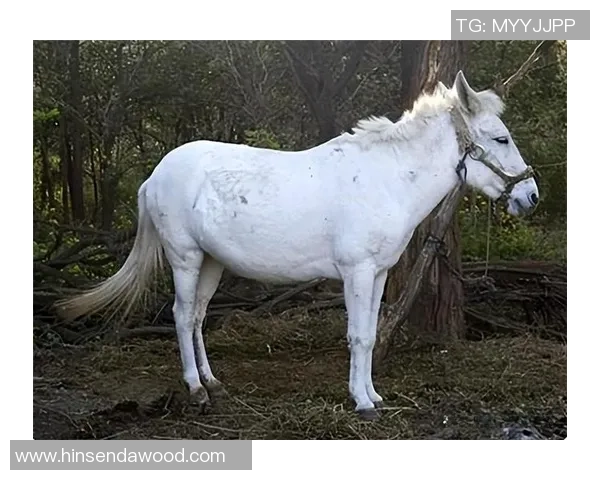 足球明星白龙马的传奇人生与绿茵场上的辉煌成就揭秘